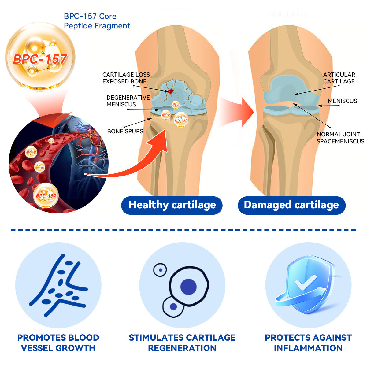 🏃➡️🌿Zvoevo® BPC-157 Stabilized-Peptide Joint Recovery Oral Liquid - ✅Clinically Co-Developed with the U.K. Peptide Research Alliance (UKPRA)